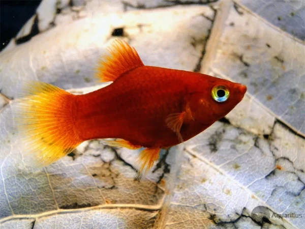 PLATY ROJO