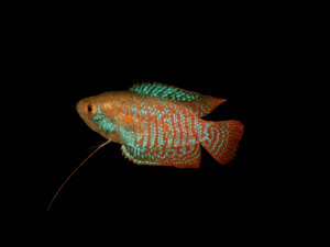 COLISA LALIA