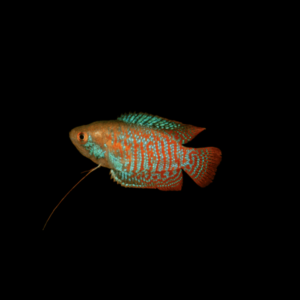 Colisalalia1 COLISA LALIA