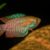 Dwarf gourami (Trichogaster lalius) COLISA LALIA