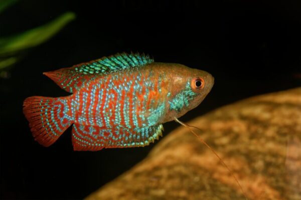 Dwarf gourami (Trichogaster lalius) COLISA LALIA