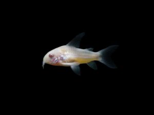 CORYDORA ALBINA