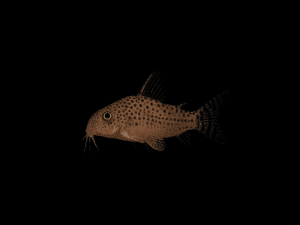 CORYDORA PUNCTATUS