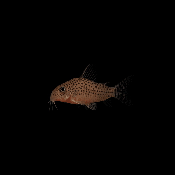 Corydoras punctatus1 CORYDORA PUNCTATUS
