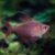 TETRA ROBERTI