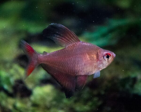 TETRA ROBERTI