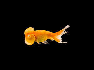GOLDFISH BURBUJA NARANJA Y YAMAGATA