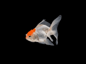 GOLDFISH ORANDA NARANJA Y YAMAGATA