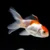 GOLDFISH ORANDA NARANJA Y YAMAGATA