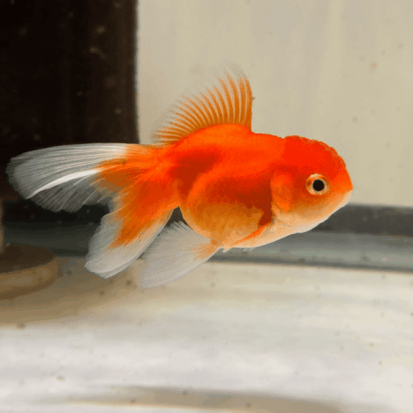 GOLDFISH ORANDA NARANJA Y YAMAGATA