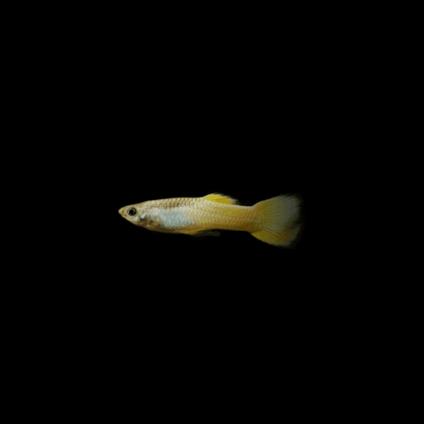 GUPPY AMARILLO MACHO