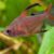 TETRA ROBERTI