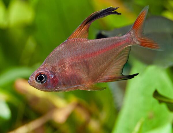 TETRA ROBERTI