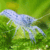 LANGOSTA MEXICANA BLUE MINI