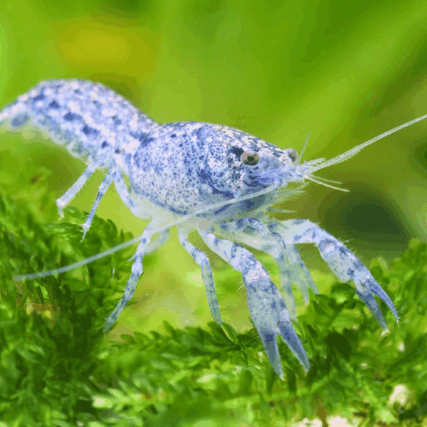 LANGOSTA MEXICANA BLUE MINI