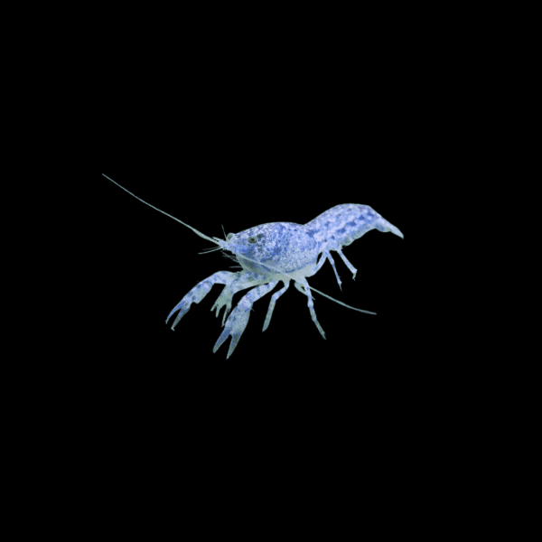 LANGOSTA MEXICANA BLUE MINI
