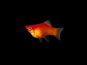 PLATY BALÓN ROJO