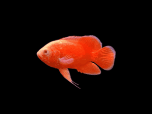 OSCAR RED CHILLI