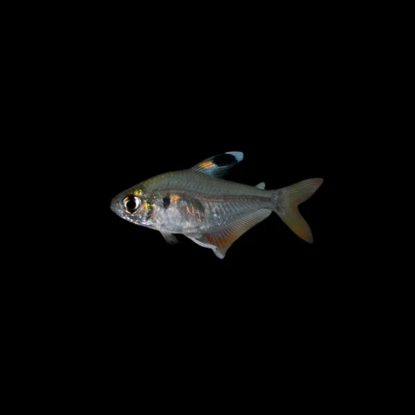 TETRA TRICOLOR