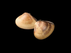 almeja agua dulce ALMEJAS FILTRADORAS