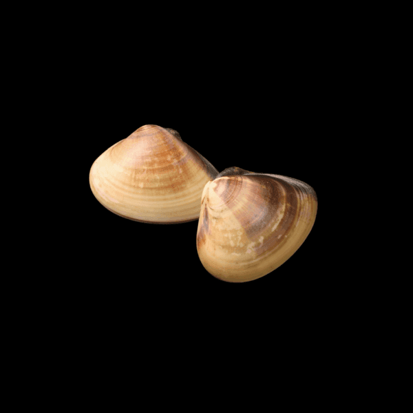 ALMEJAS FILTRADORAS
