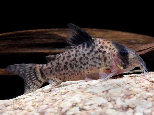 coryleucomelas CORYDORA LEUCUMELAS
