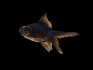 GOLDFISH TELESCÓPICO NEGRO