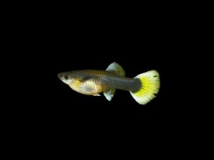 GUPPY HEMBRA