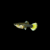 guppyhembra1 GUPPY HEMBRA