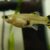 guppyhembra2 GUPPY HEMBRA