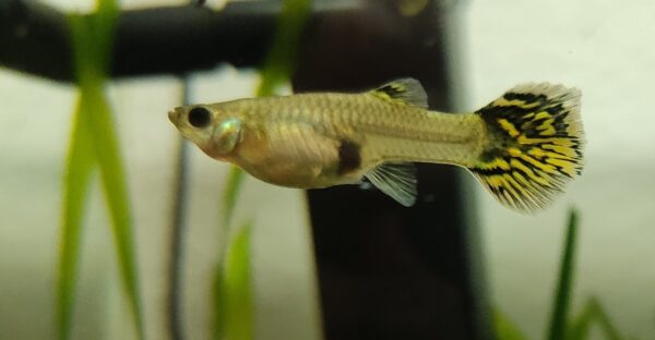 guppyhembra2 GUPPY HEMBRA