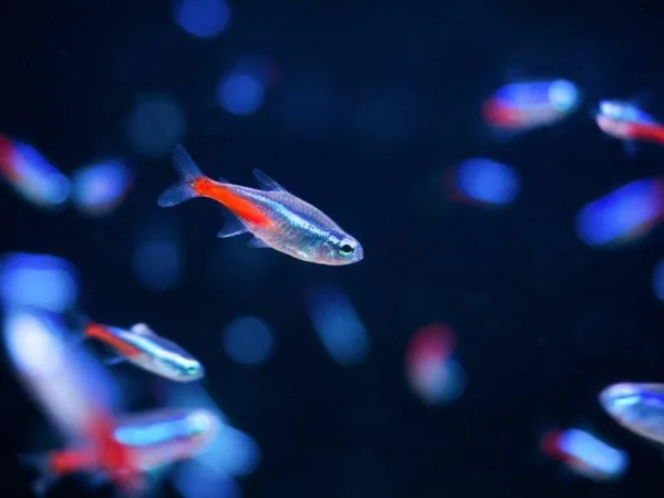 TETRA NEÓN