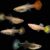poecilia-reticulata-guppy-hembra-surtido- GUPPY HEMBRA