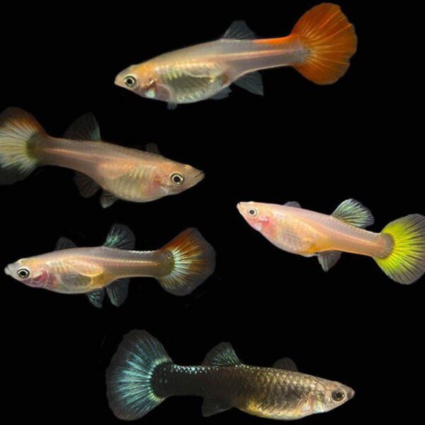 poecilia-reticulata-guppy-hembra-surtido- GUPPY HEMBRA