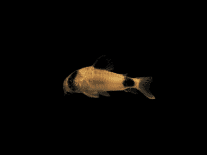 CORYDORA PANDA