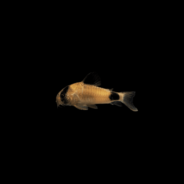 CORYDORA PANDA