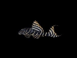 PECKOLTIA VITTATA