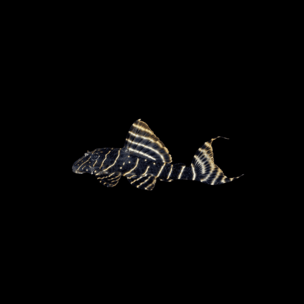 PECKOLTIA VITTATA