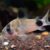 CORYDORA PANDA