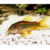 Corydora orange 2 CORYDORA ORANGE