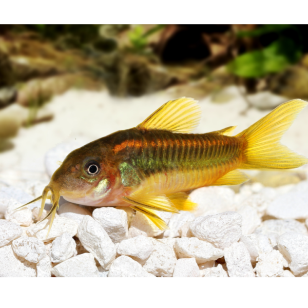 Corydora orange 2 CORYDORA ORANGE