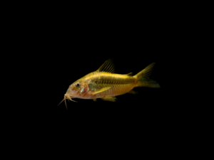 CORYDORA ORANGE