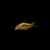 Corydora orange CORYDORA ORANGE