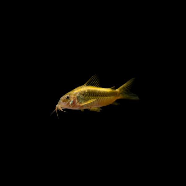 Corydora orange CORYDORA ORANGE