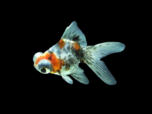 GOLDFISH DEMEKIN