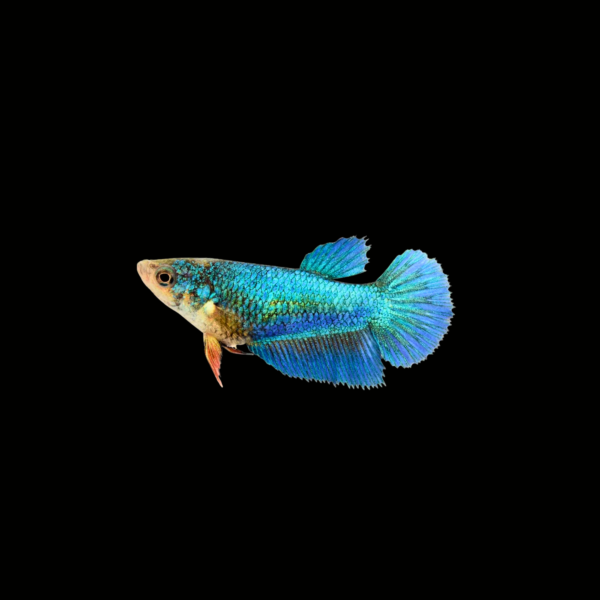 BETTA HALFMOON MIX COLOR HEMBRA