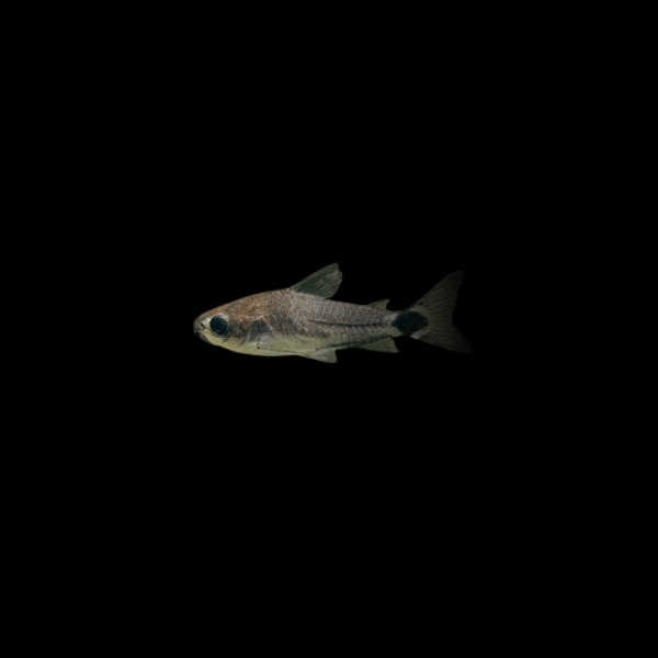 Corydora-hastatus.webp CORYDORA HASTATUS