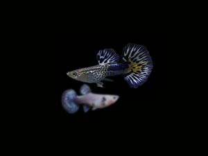 GUPPY SNAKESKIN BLUE IVORY PAREJA