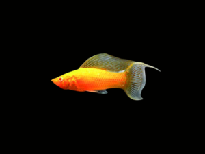 MOLLY AMARILLA OJO ROJO