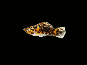 MOLLY TRICOLOR